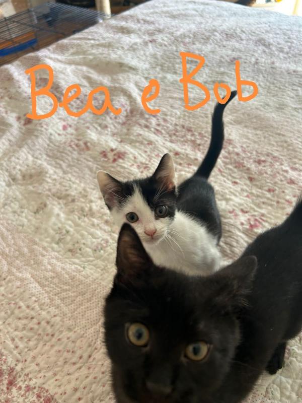 Bob e Bea  Foto 11